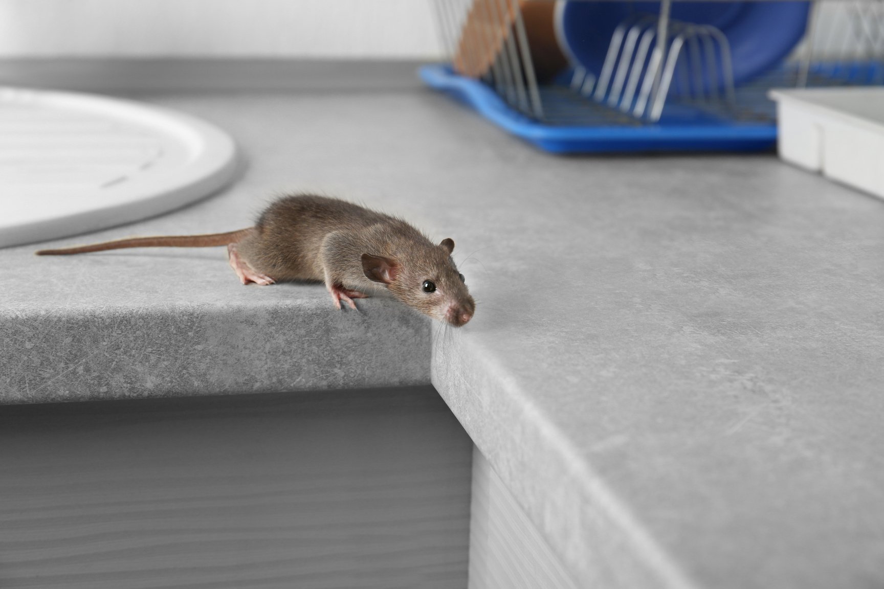 A Mouse on a Kitchen Top