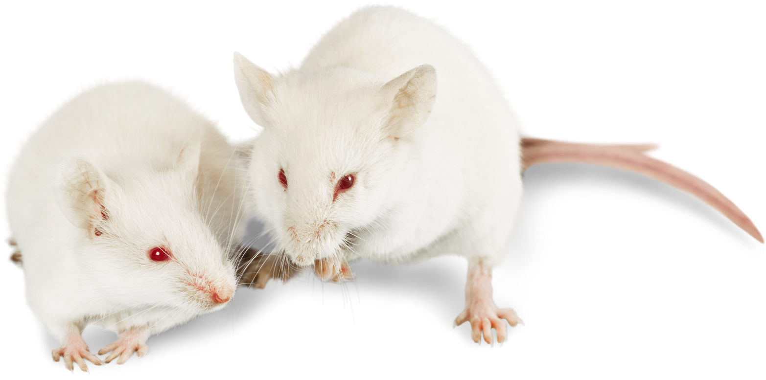 White Mice